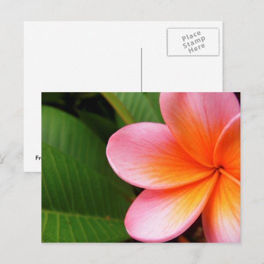 Frangipani Postkarte (Vorne/Hinten)
