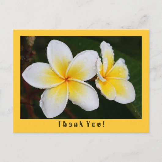 Frangipani Postkarte (Vorderseite)