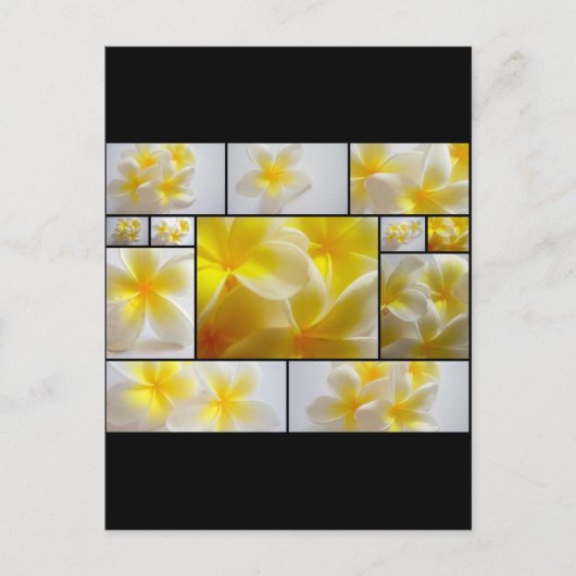 Frangipani Postkarte (Vorderseite)