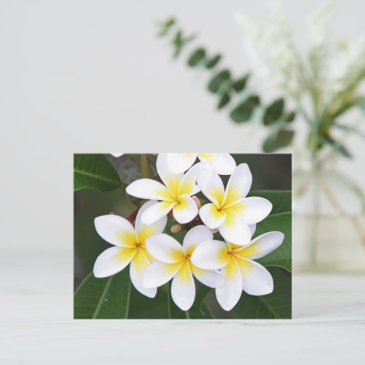 Frangipani Postkarte (Stehend Vorderseite)