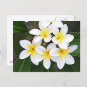 Frangipani Postkarte (Vorne/Hinten)