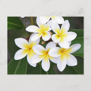 Frangipani Postkarte