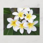 Frangipani Postkarte (Vorderseite)