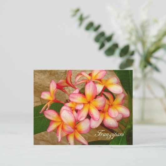 Frangipani Postkarte (Stehend Vorderseite)
