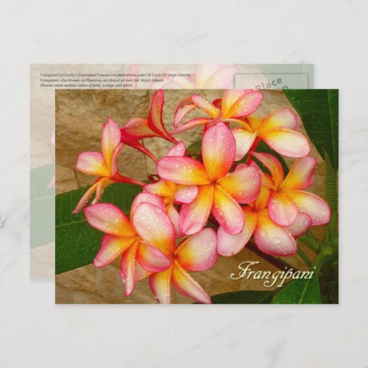 Frangipani Postkarte (Vorne/Hinten)