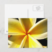 Frangipani Postkarte (Vorne/Hinten)