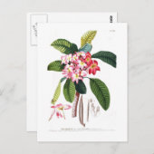 Frangipani Postkarte (Vorne/Hinten)