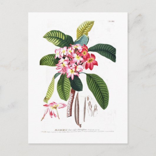 Frangipani Postkarte (Vorderseite)
