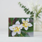 Frangipani-Postkarte - BaliWhirl Postkarte (Stehend Vorderseite)