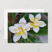 Frangipani-Postkarte - BaliWhirl Postkarte (Vorne/Hinten)