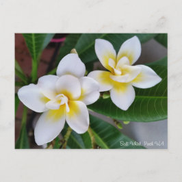 Frangipani-Postkarte - BaliWhirl Postkarte