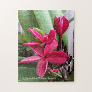 Frangipani-Puzzlespiel: Hilo Schönheit Puzzle