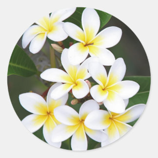 Frangipani Runder Aufkleber