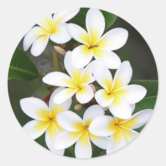 Frangipani Runder Aufkleber (Vorderseite)