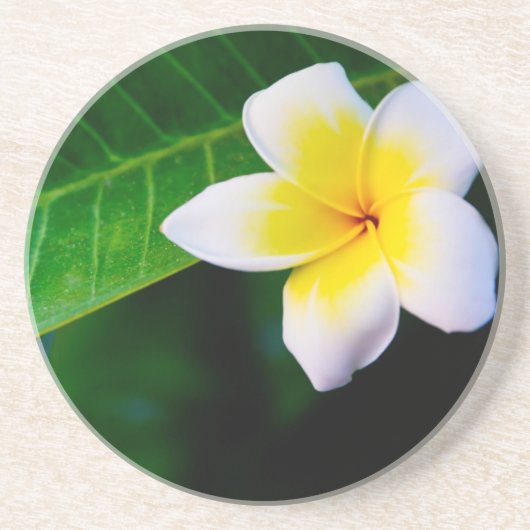 Frangipani Sandstein Untersetzer (Vorne)
