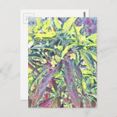 Frangipani Tree Cairns Australien tropisch Postkarte (Vorne/Hinten)