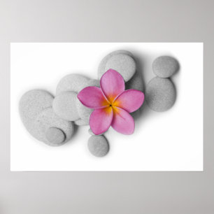 Frangipani und Kiesel Poster