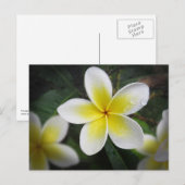 Frangipani und Raindrops Postkarte (Vorne/Hinten)