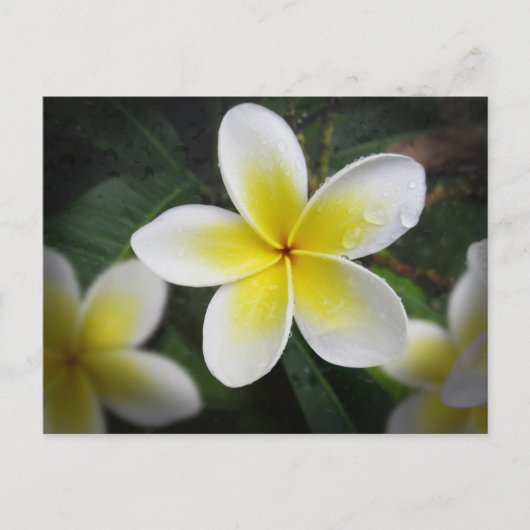 Frangipani und Raindrops Postkarte (Vorderseite)