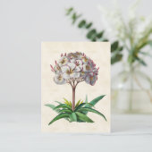 Frangipani Vintag Botanical Postkarte (Stehend Vorderseite)