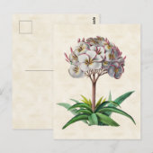 Frangipani Vintag Botanical Postkarte (Vorne/Hinten)