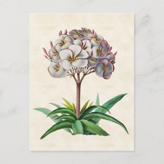 Frangipani Vintag Botanical Postkarte (Vorderseite)