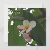 Frangipani Wedding Save the Date Ankündigungen (Rückseite)