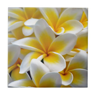 Frangipaniplumeria-Blumen-Foto Fliese