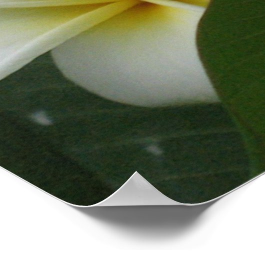 Frangipanis Poster Prints (Ecke)