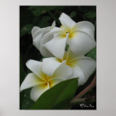 Frangipanis Poster Prints (Vorne)