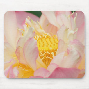 Franklin NC, Perry Water Garden, Lotus mit Mousepad