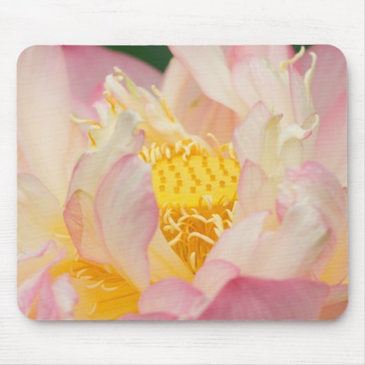 Franklin NC, Perry Water Garden, Lotus mit Mousepad (Vorne)