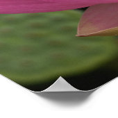 Franklin NC, Perrys Wassergarten, Lotus 2 Poster (Ecke)