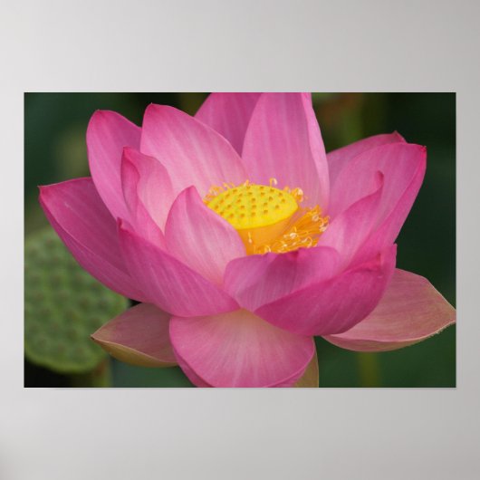 Franklin NC, Perrys Wassergarten, Lotus 2 Poster (Vorne)