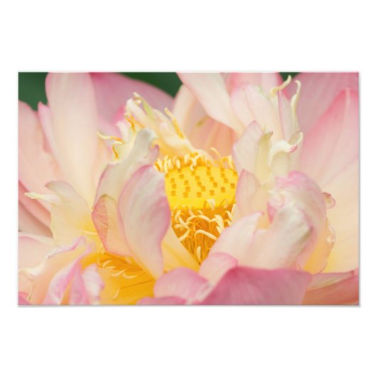 Franklin NC, Perrys Wassergarten, Lotus mit Fotodruck (Vorne)