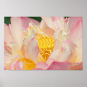 Franklin NC, Perrys Wassergarten, Lotus mit Poster (Vorne)