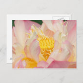 Franklin NC, Perrys Wassergarten, Lotus mit Postkarte (Vorne/Hinten)