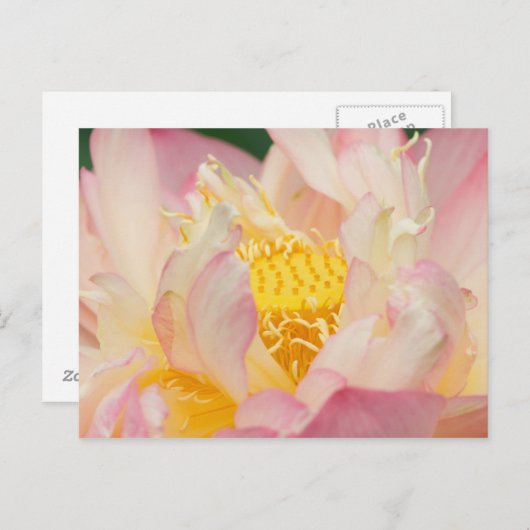 Franklin NC, Perrys Wassergarten, Lotus mit Postkarte (Vorne/Hinten)