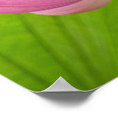 Franklin NC, Perrys Wassergarten, Lotus Poster (Ecke)