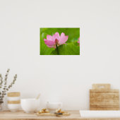 Franklin NC, Perrys Wassergarten, Lotus Poster (Küche)