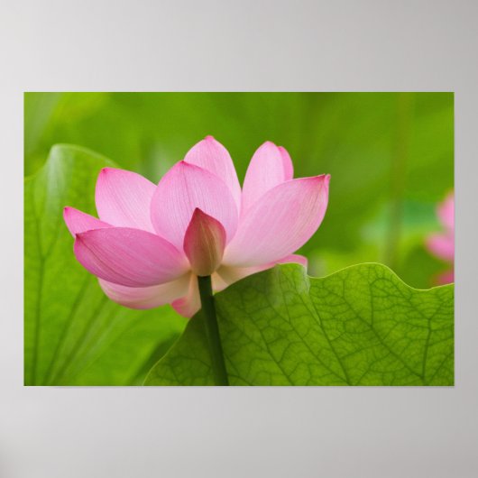 Franklin NC, Perrys Wassergarten, Lotus Poster (Vorne)