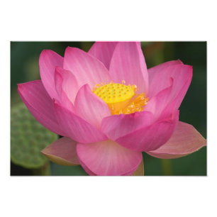 Franklin NC, Perry's Water Garden, Lotus 2 Fotodruck