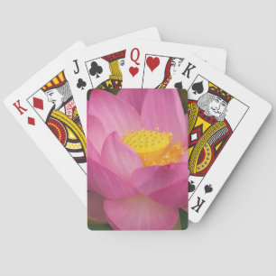 Franklin NC, Perry's Water Garden, Lotus 2 Spielkarten