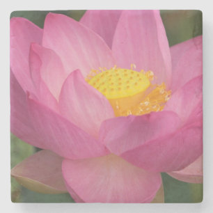 Franklin NC, Perry's Water Garden, Lotus 2 Steinuntersetzer