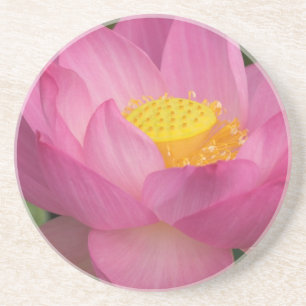 Franklin NC, Perry's Water Garden, Lotus 2 Untersetzer