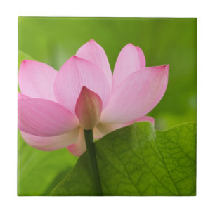 Franklin NC, Perry's Water Garden, Lotus Fliese
