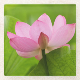 Franklin NC, Perry's Water Garden, Lotus Glasuntersetzer