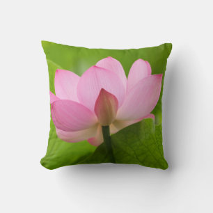 Franklin NC, Perry's Water Garden, Lotus Kissen