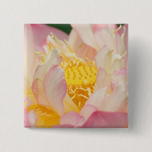 Franklin NC, Perry's Water Garden, Lotus mit Button
