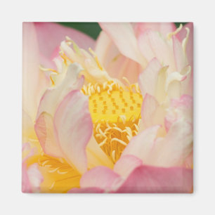 Franklin NC, Perry's Water Garden, Lotus mit Magnet